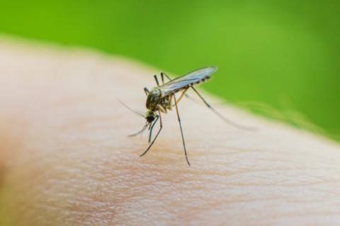 mosquit